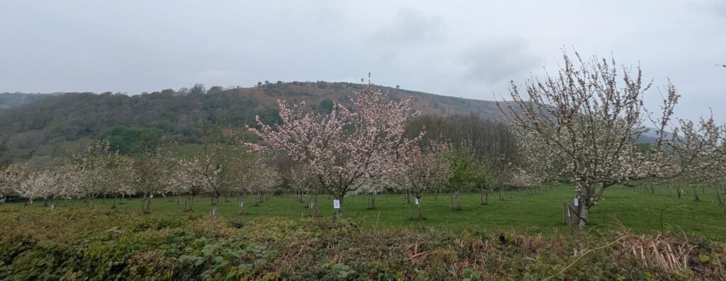 Paramor in Blossom 26.4.25 Paramor in Blossom 26.4.25