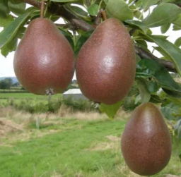 Three Worcester black pears dangling on a tree