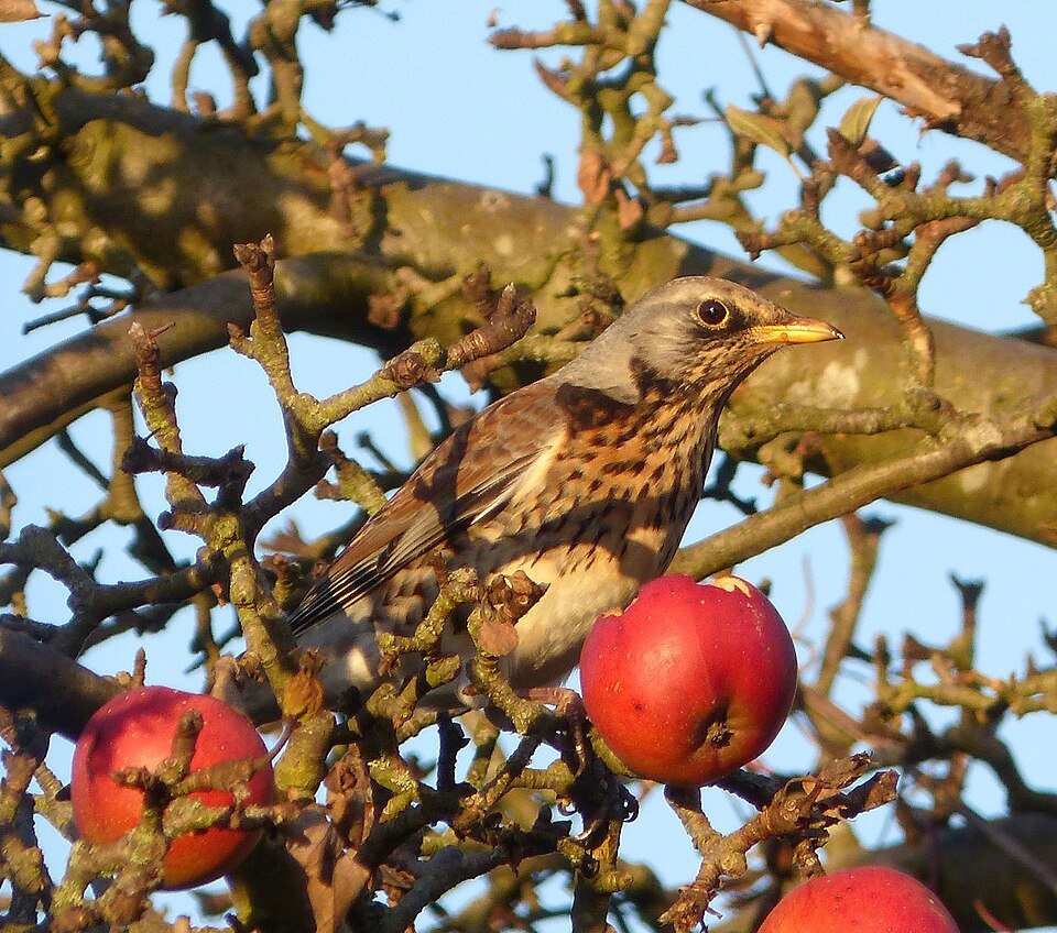 Fieldfare eating apples on a tree © Gail Hampshire CC BY 2.0  