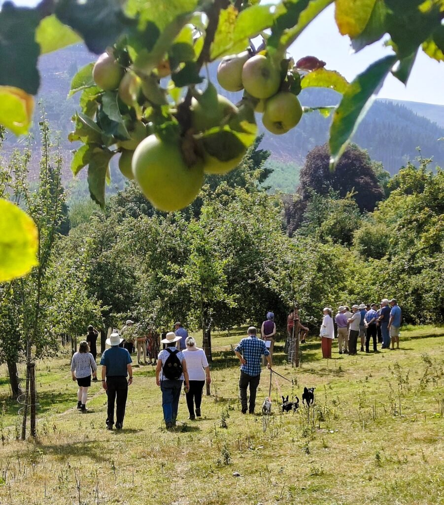 MAN orchard visit Aug 2025 showing members going around orchard with huge standard trees with apples hanging in foreground tree