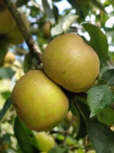 Two Ashmead's Kernel apples on a tree