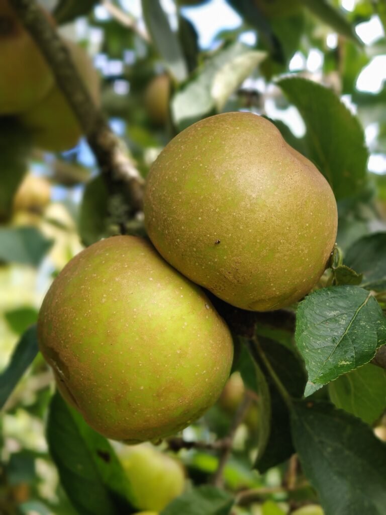 Two Ashmead's Kernel apples on a tree