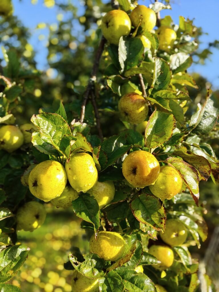 Marged Nicolas yellow apples after rain - a Welsh Heritage Variety