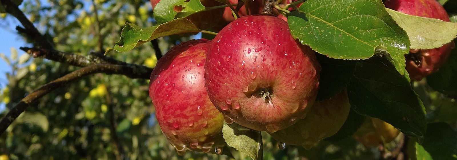IMG20250921084528 Pig Aderyn heritage apples after rain