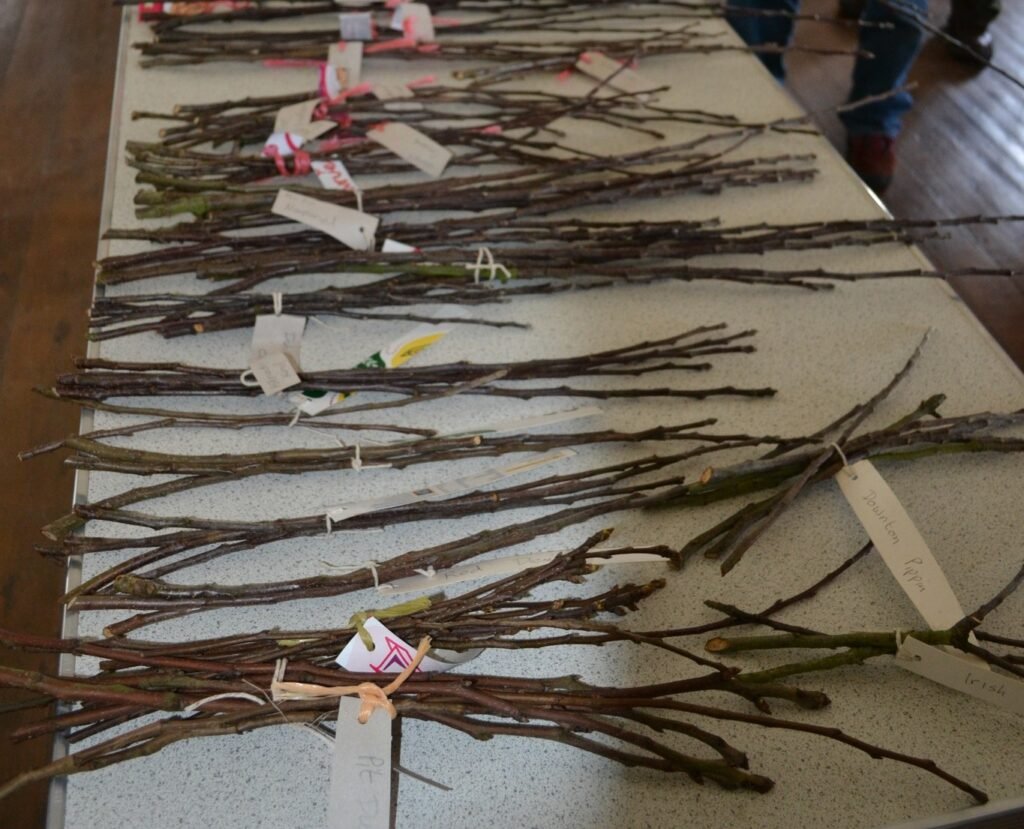 Graftwood for grafting course Graftwood for grafting course