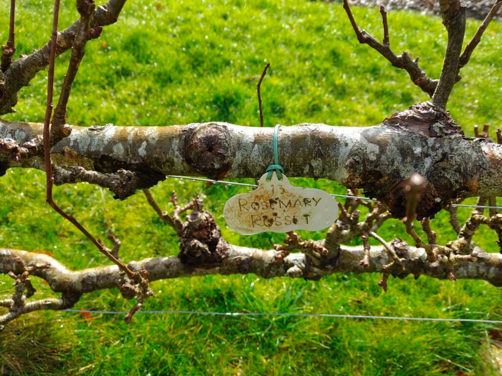 Rosemary Russet name tag