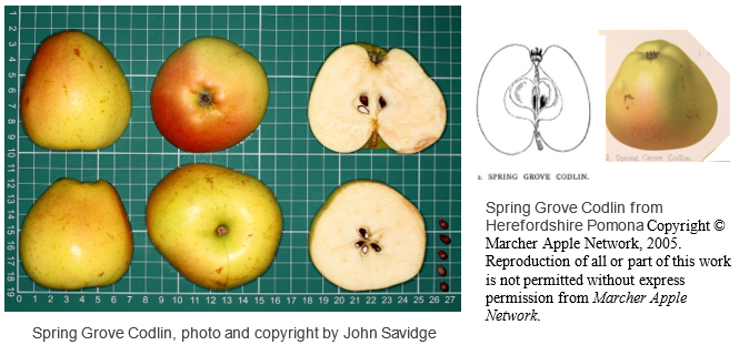 Spring Grove Codlin cut open