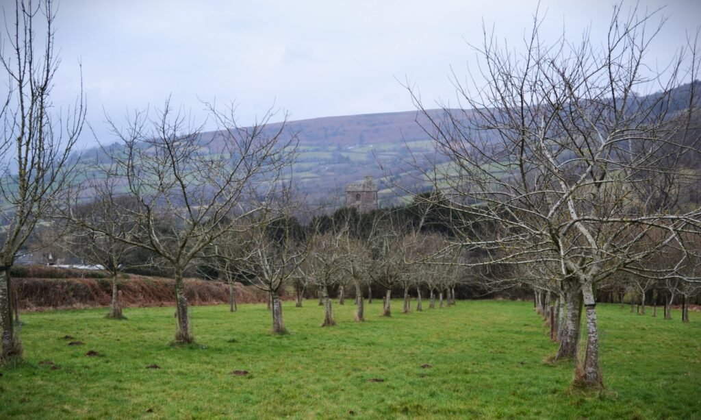 Paramor orchard in winter with mountains in the background