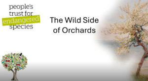 The Wild Side of Orchards