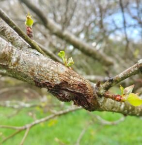 apple canker in spring