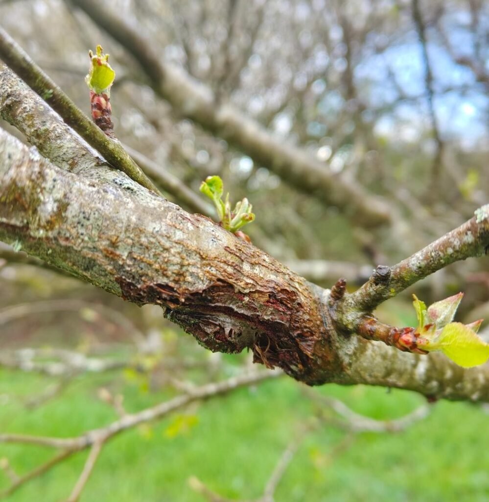 apple canker in spring