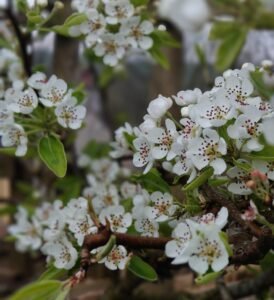pear blossom