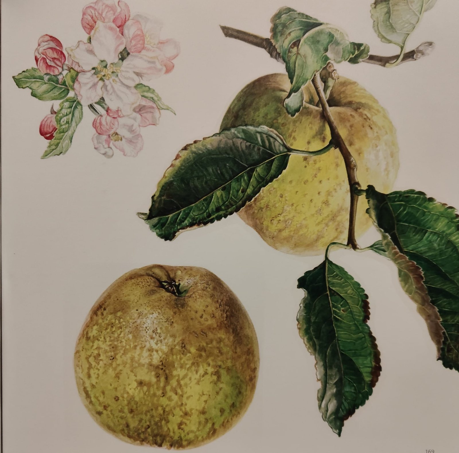 Rosie Sanders illustration of Herefordshire Russet's fruit, leaves, twig and blossom.